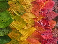 Put colours of autumn on it!