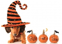 Dog Themed Halloween Card Swap