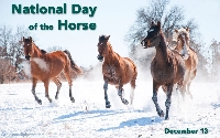 AN: National Horse Day PC (US)
