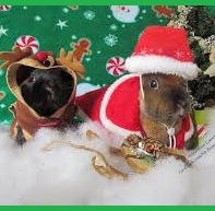 Bunnies celebrating the holidays profile deco