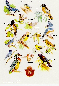 Birds ATC