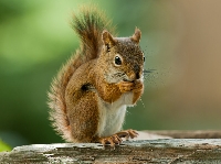AN: Squirrel Appreciation Day (US)
