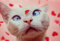 Meowy Kitty Cat Valentine's Day Card Swap USA