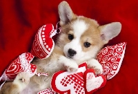 Puppy Dog Valentine's Day Card Swap USA