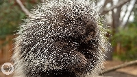 WAAL Porcupine/Hedgehog ATC Swap