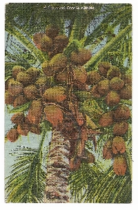 Palm Trees Postcard Swap