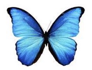 I ❤️ Butterflies - USA