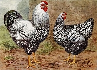 MFF:  Rooster and/or Hen ATC