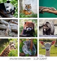 Animal Postcards USA #3