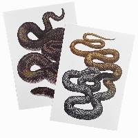 S&T: Snake postcard
