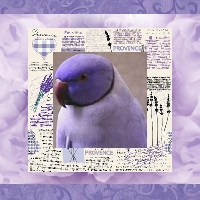 MFF:  Purple Collage + Purple Bird