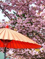 Sakura Matsuri Cherry Blossom festival profile 