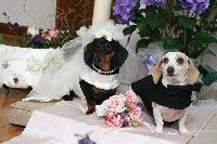 My (Imaginary) Wedding 🤭 - Pinterest Swap 