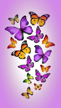 Pinterest - Butterflies and Moths