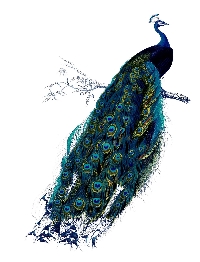 SUSA - Peacock ATC