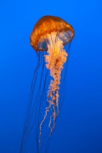 Oceana: Jellyfish ATC