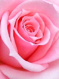 JAMS - Beautiful Rose Starters