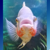 Facebook - art - fish (Newbie friendly)