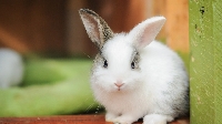AN: Spelling Bee: Rabbit (global)