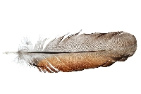 AN: Spelling Bee: FEATHER (global)