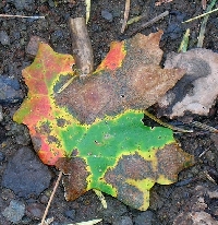 SS:  Fall Leaves/Trees  Swap