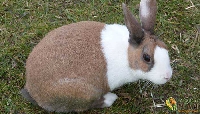 CS Animal Series:  Rabbit