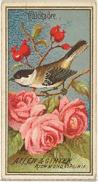MFF: Allen & Ginter Bird Card Tag