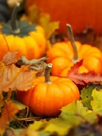 AACG: Autumn Tag w/a Pumpkin Photo