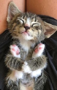 Pinterest - Cats & Kittens