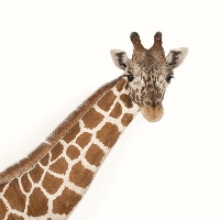 CS Animal Series: Giraffe