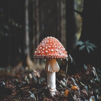 TPC: Friendly Fungus ~ Mushroom-themed happy mail