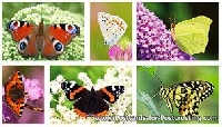  Butterfly Postcard