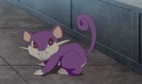 GAG: Pokemon - Rattata
