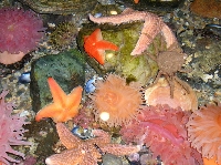 Ocean Life Whimsy Jar