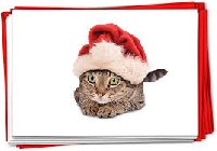 Christmas Cards with a Cat - INTL