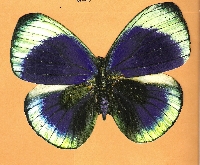 Butterflies (a chunky book)