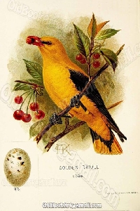 MFF: Birds with Berries Decorated Postcard