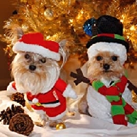 ESG: Doggie Holiday profile greeting