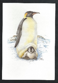WnWHS ~ World Penguin Awareness Day