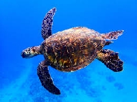 Jams: Sea Turtle Starter Set