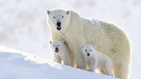 AN: Intl Polar Bear Day PC #2 (US)
