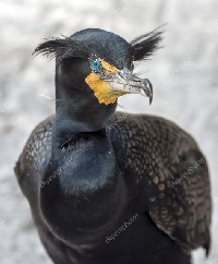 MFF: Double-Crested Cormorant Binder Trading Card