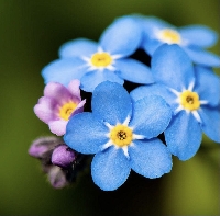 The Language of Flowers Series Swap: Forget-Me-Not
