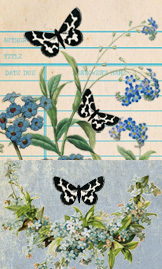 VC: Butterflies & Botanicals Library Pocket & Card