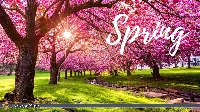 PIE: Spring Fever postcard