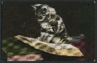 CS: Kitty Cat Postcards