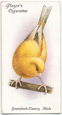 MFF: Canary Binder Trading Card