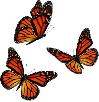 MDC-Butterfly Memory Dex 