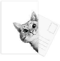 Show Off Your Cat Postcard! USA only