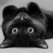 UHM: Black Cat Appreciation Day